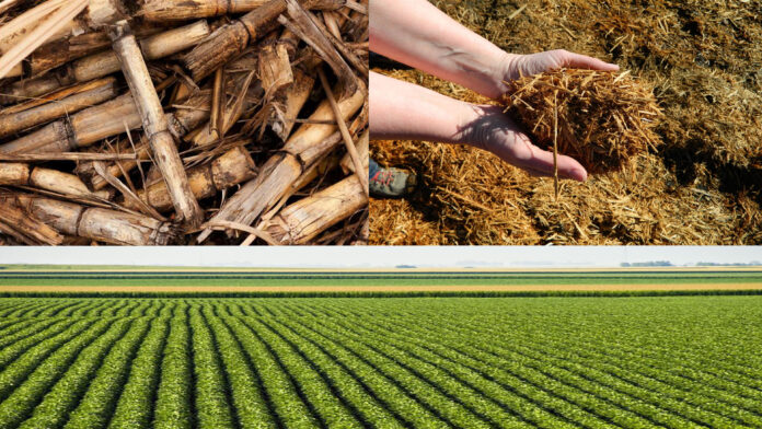 Mescerelerin-alt-biyokutle-ortusu-uzerindeki-etkisi