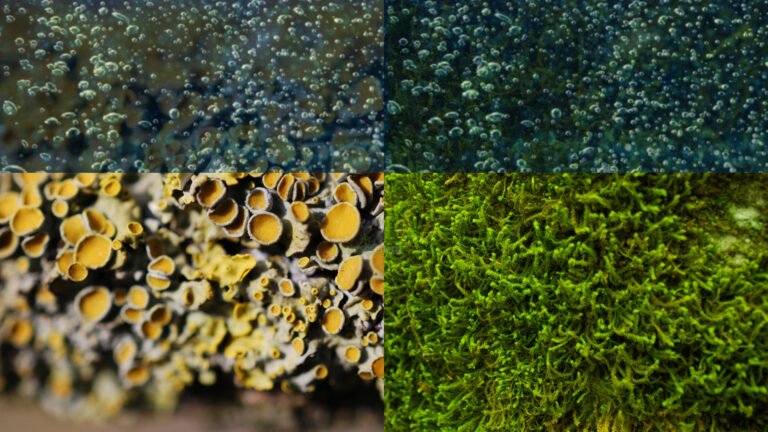 Yosun ve likenlerin gizli yetenekleri