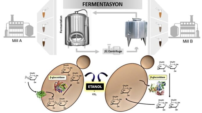 Yeni mikrobiyal kontrol teknikleri ile biyoetanol üretimi