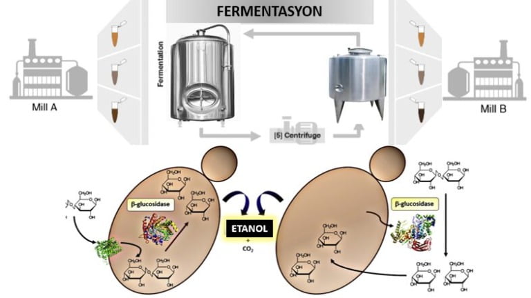 Yeni mikrobiyal kontrol teknikleri ile biyoetanol üretimi