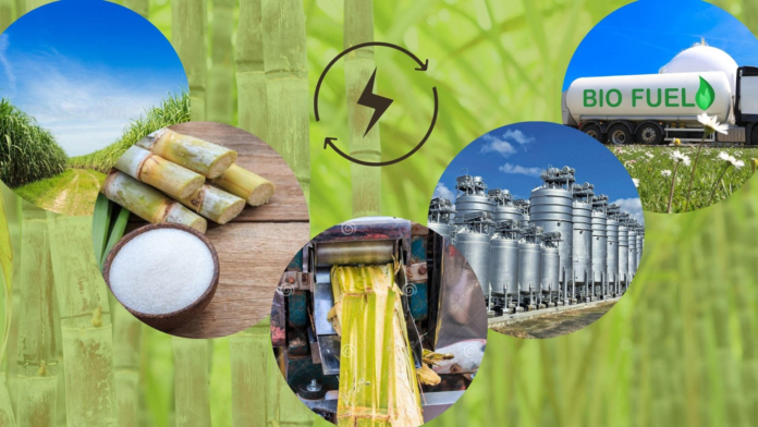 Yeşil yakıt Şeker kamışı