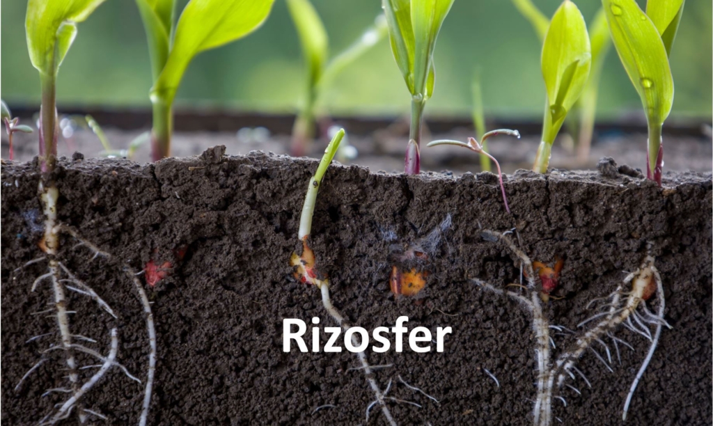 Bitki köklerinin bulunduğu rizosfer bölgesi